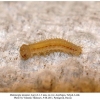 melanargia teneates talysh larva1a